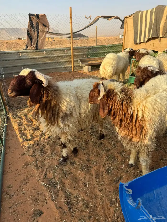 طليان نعيم فل شحم 0