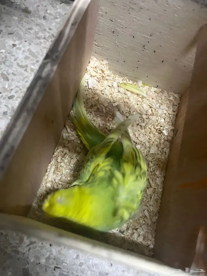 زوج هوقو منتج 1