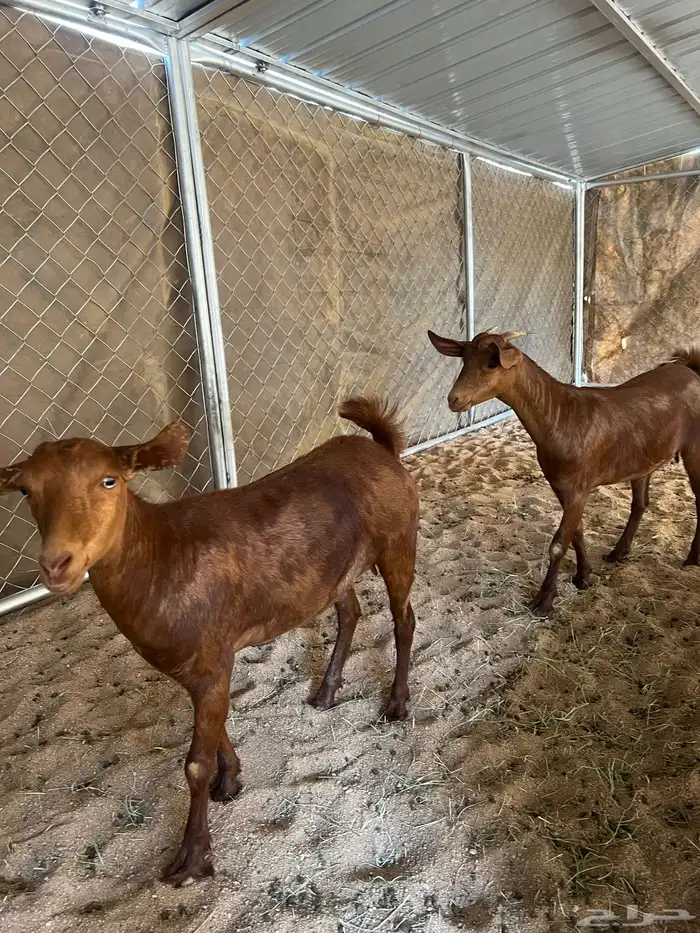 عنقان تأسيس مراح 2
