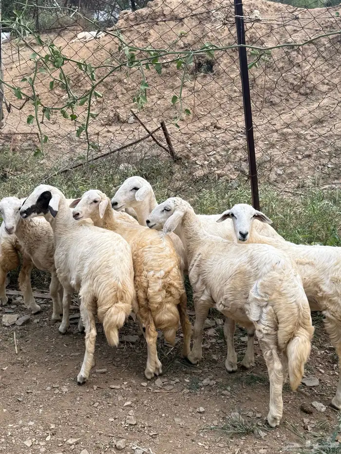 رخال طيبه جدا للبيع تاسيس مراح 1