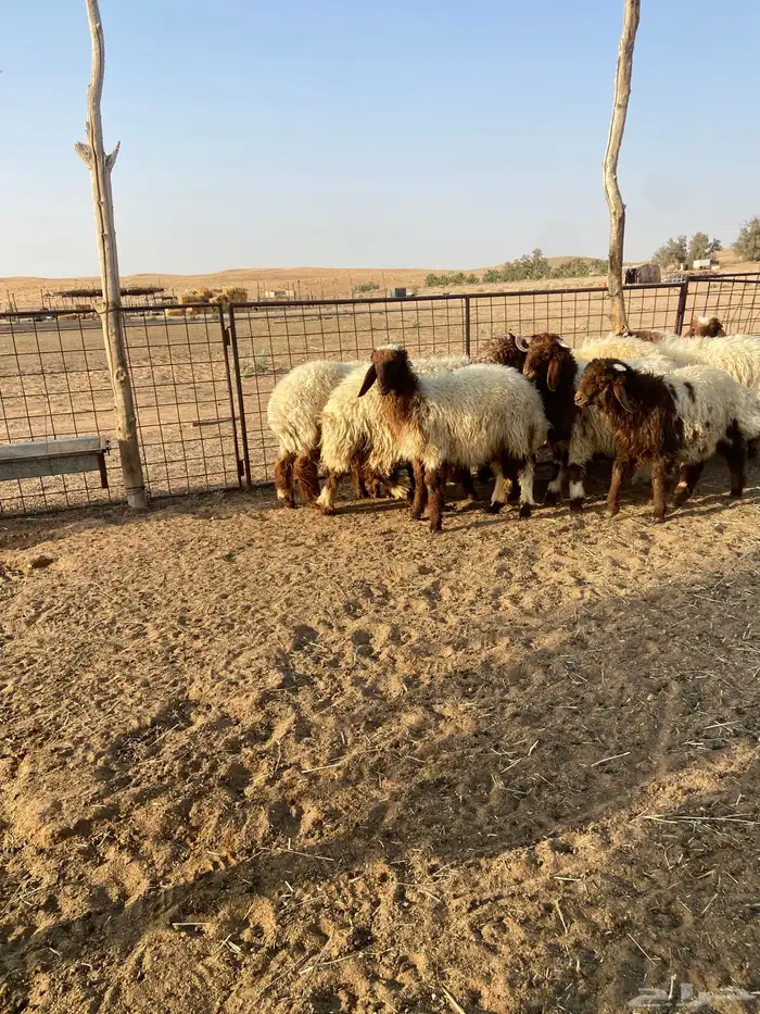 طليان نعيم 2