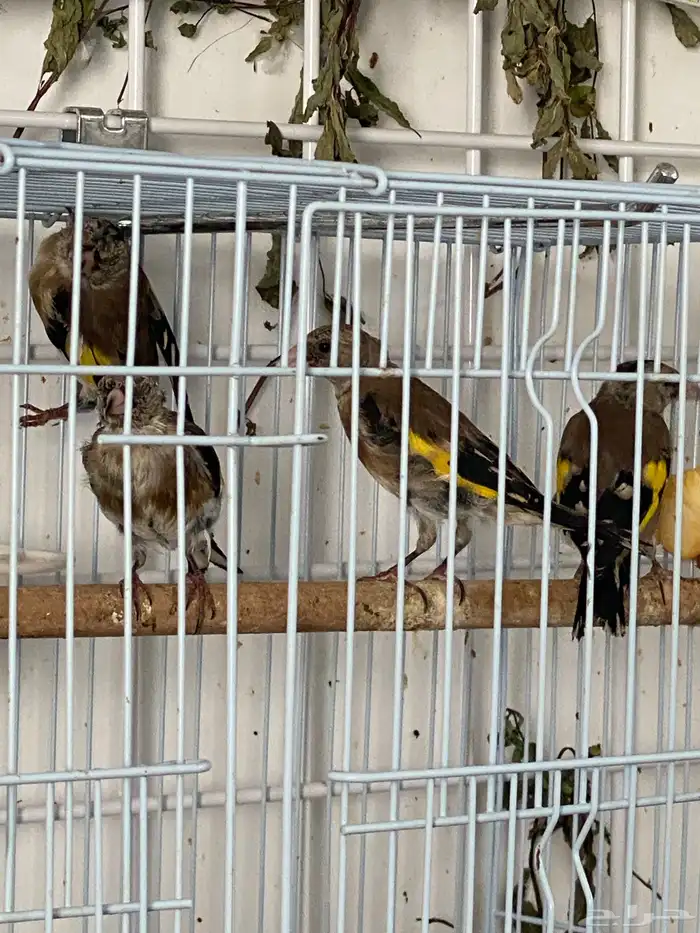 حسون فروخ تم البيع 0