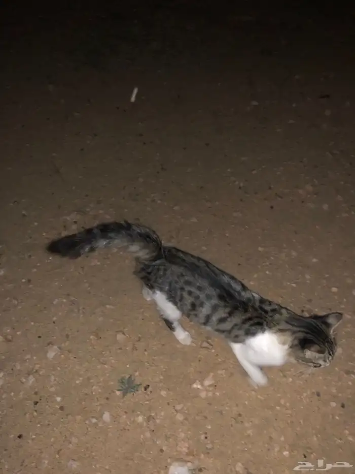 هذي غطه  انثى 1