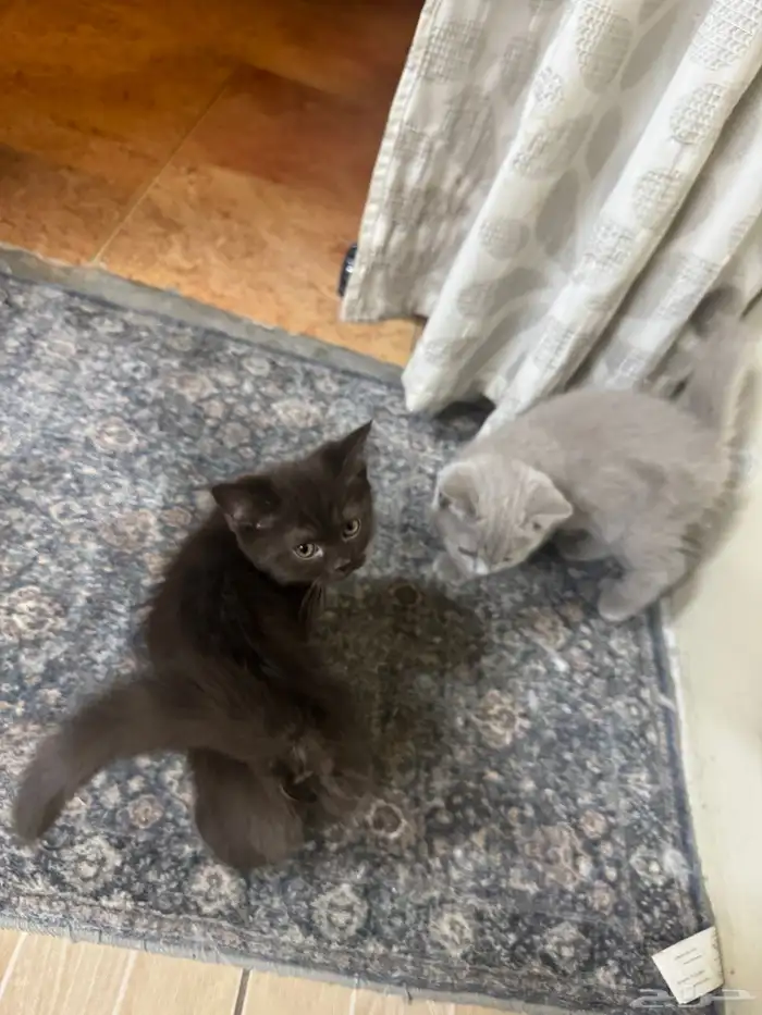cats for adoption 4
