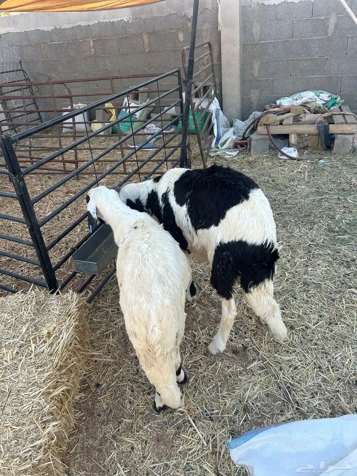 طليان سواكن. اثنين 1