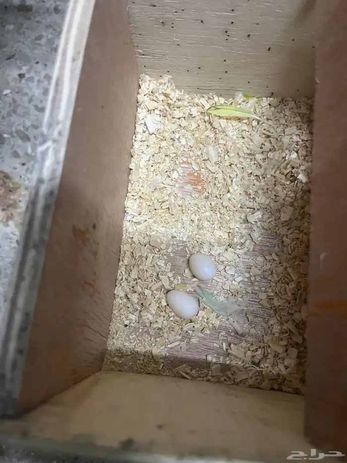 زوج هوقو منتج 0