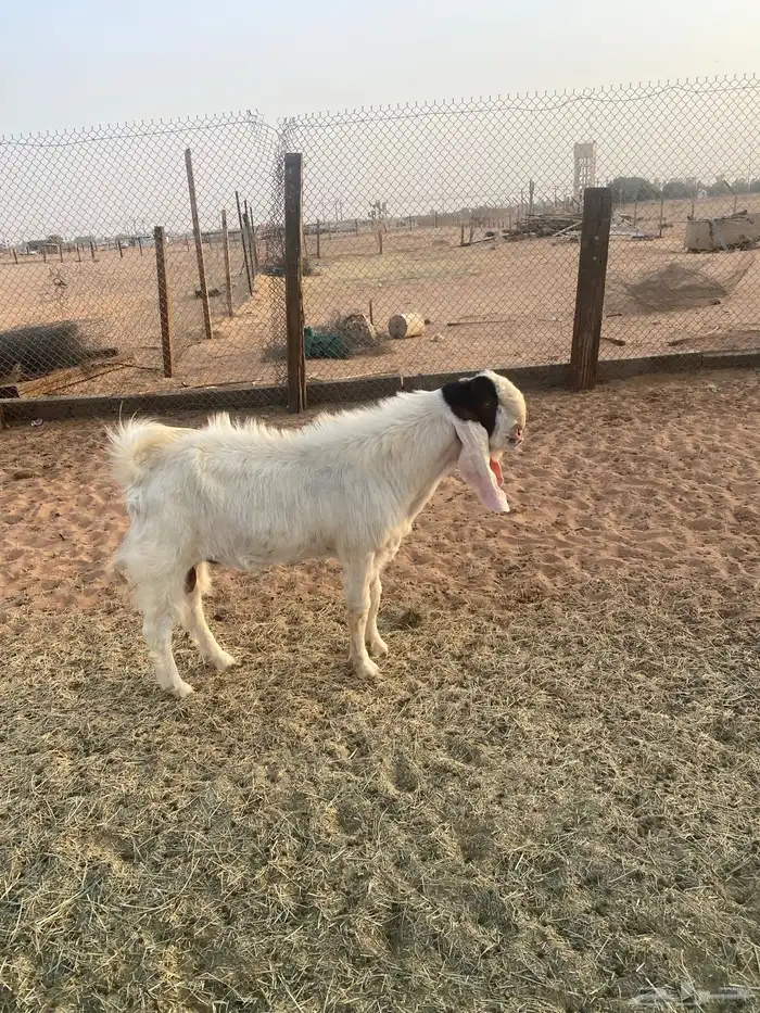 عنز سوريه مقرعه 1