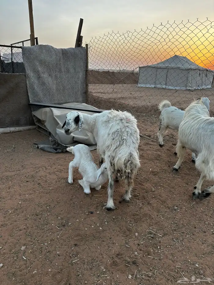 شاه متبع 1