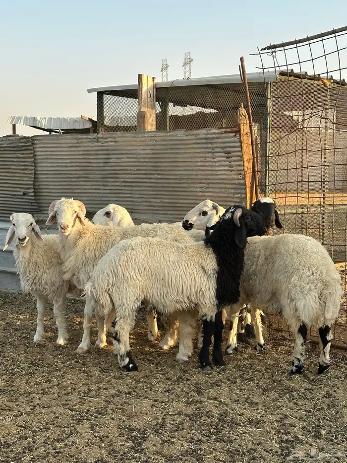 ذبايح 2