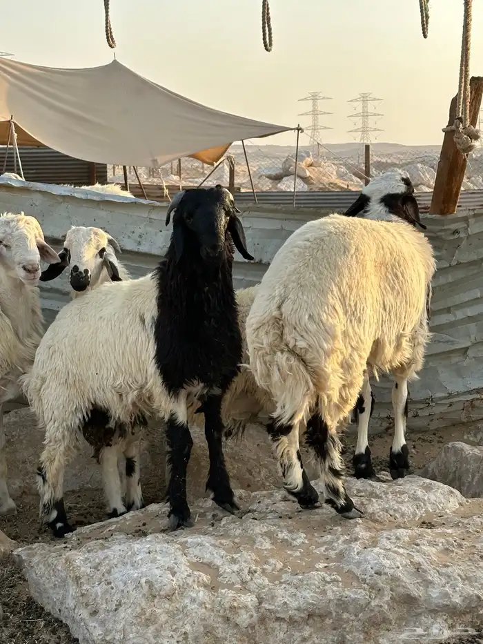 ذبايح 3