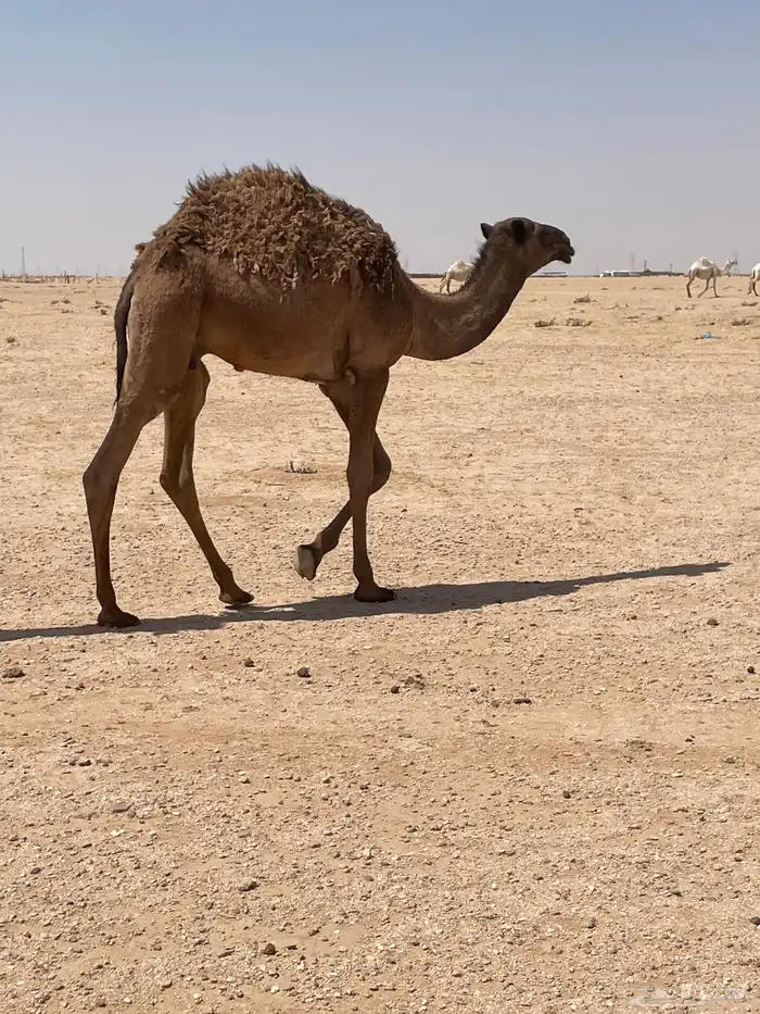 قعود للبيع 1