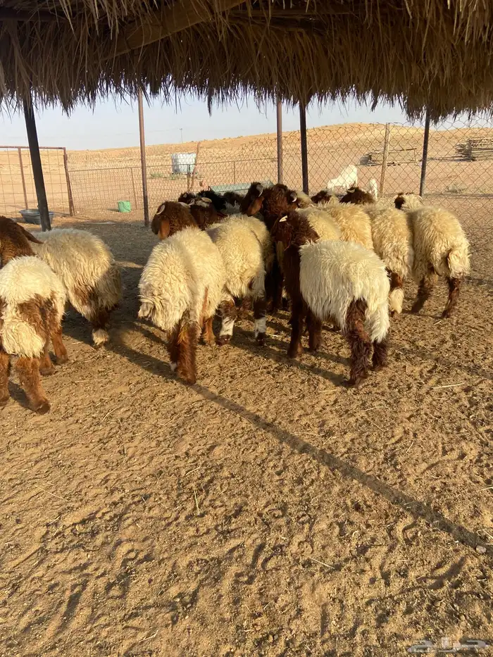 طليان نعيم 3