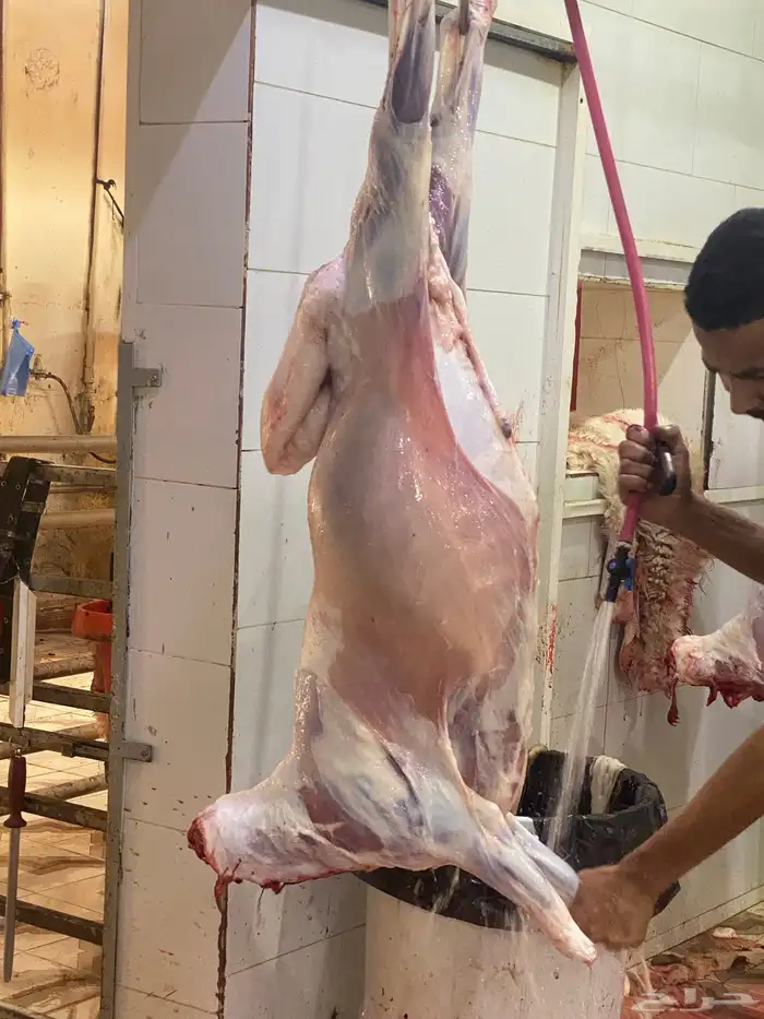 خرفان جبره ذبايح 5