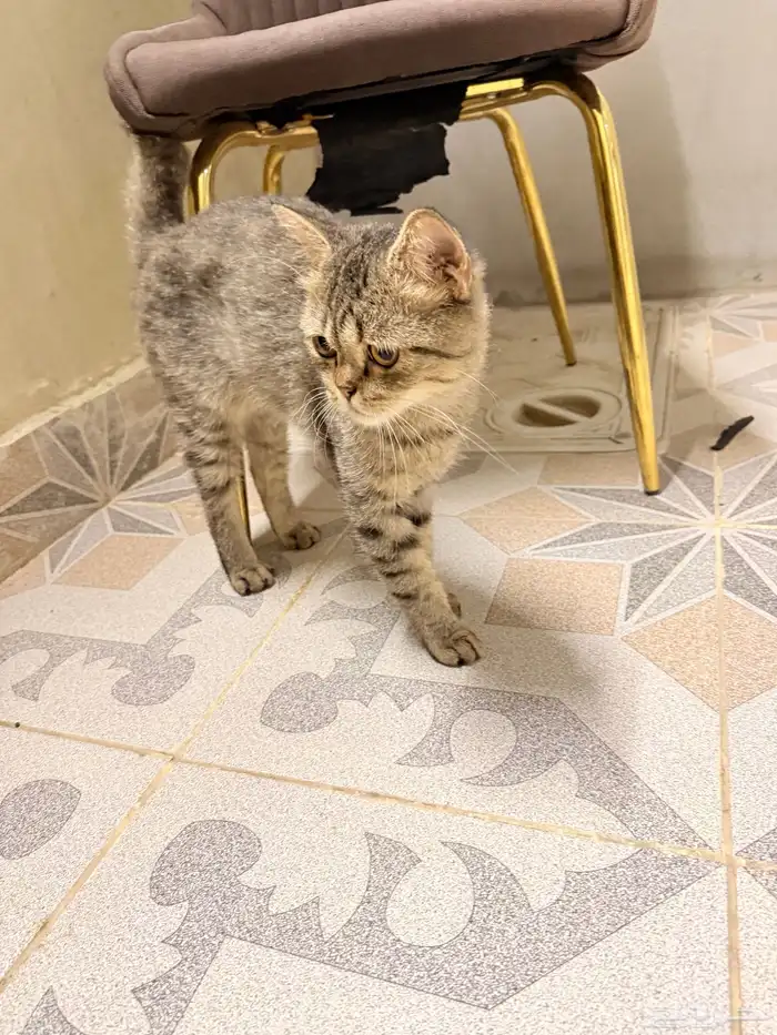 بسه بيت ضايعه بالحمدانيه 1