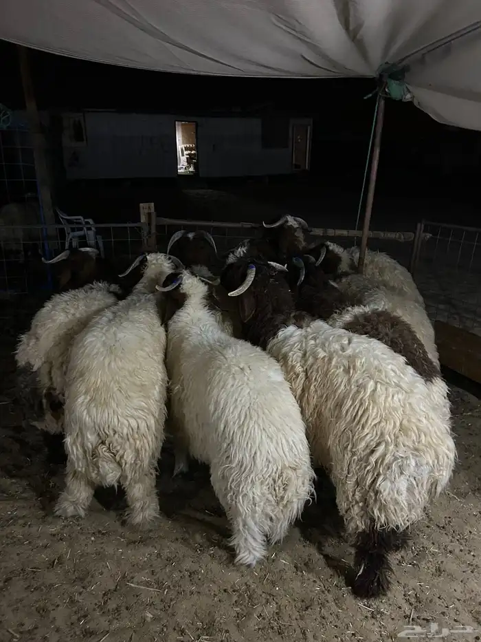 نعيم فاخر كفو مفاطيح ناهيه وهرافي وحريات ثلاجه 1