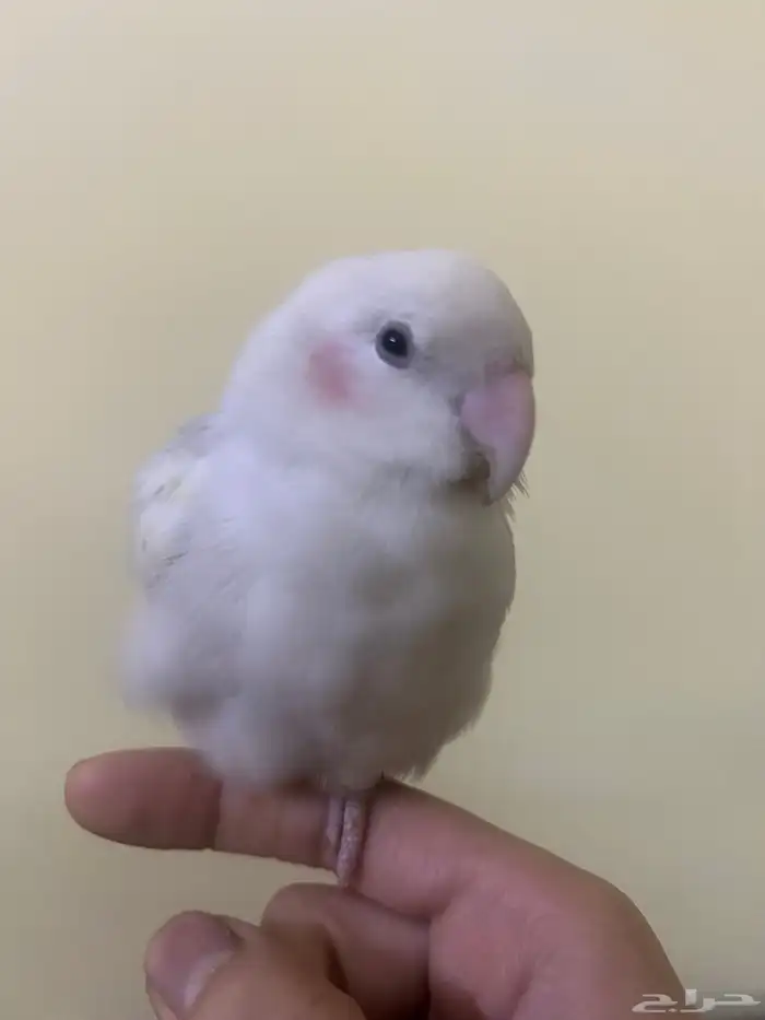parrots for sale 12