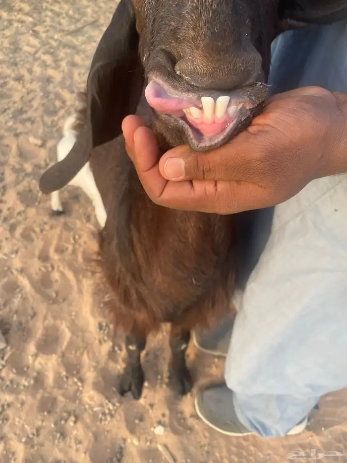 عنز سوريه مقرعه 0