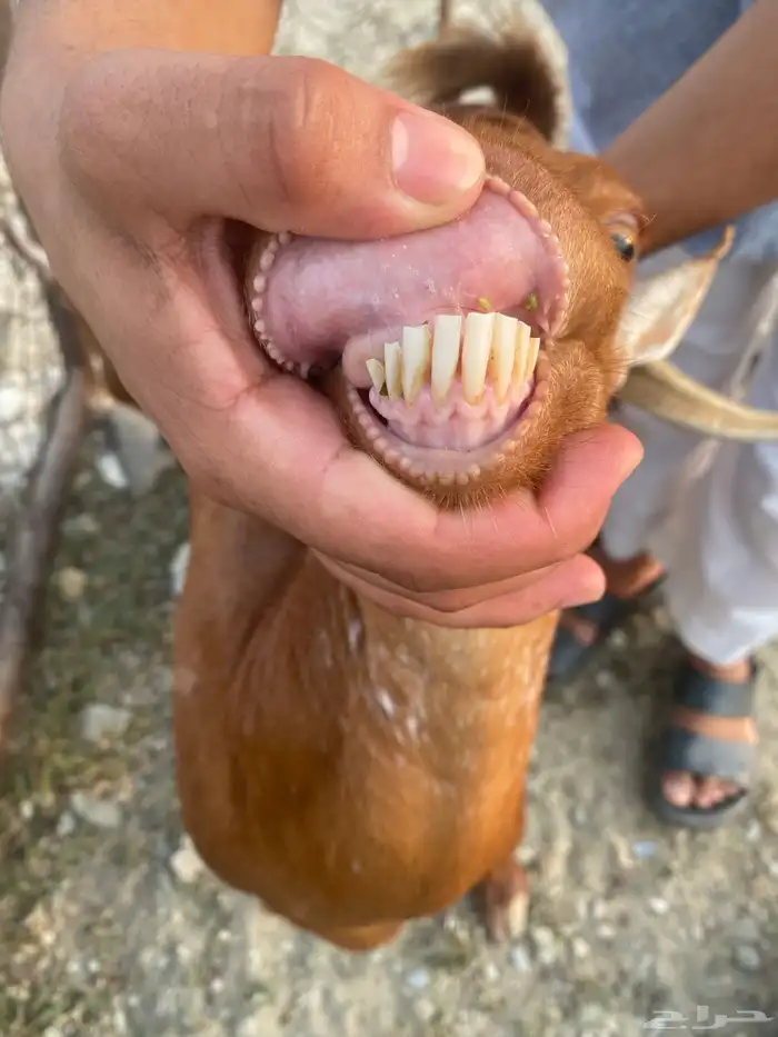 ماعز 6