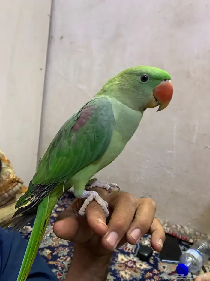 للبيع دره نيبالي عمره ست شهور 2