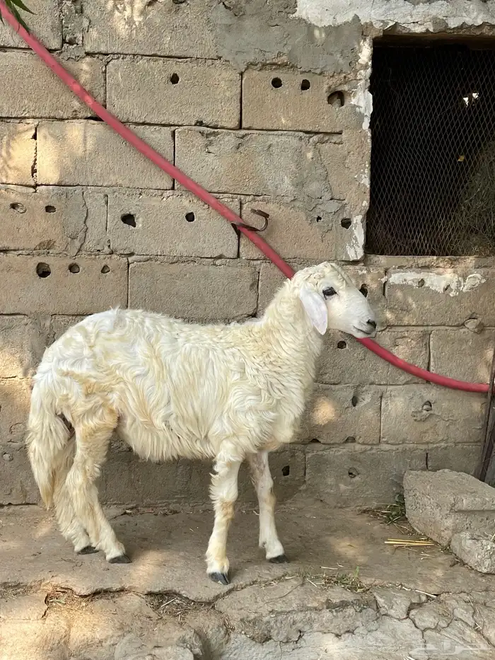 جذع عمر 5 شهور 2