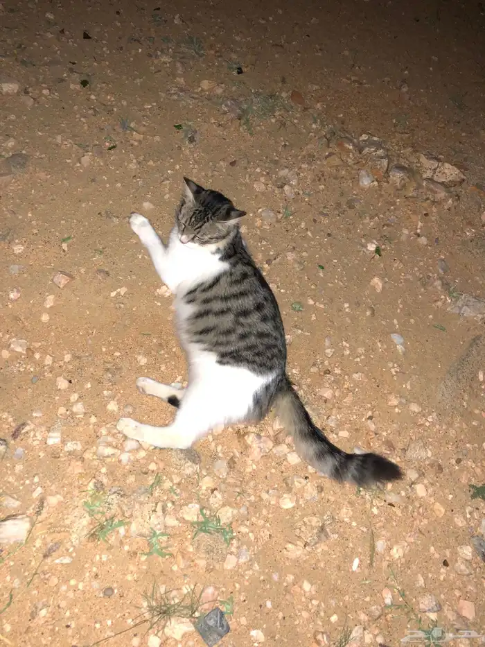 هذي غطه  انثى 0