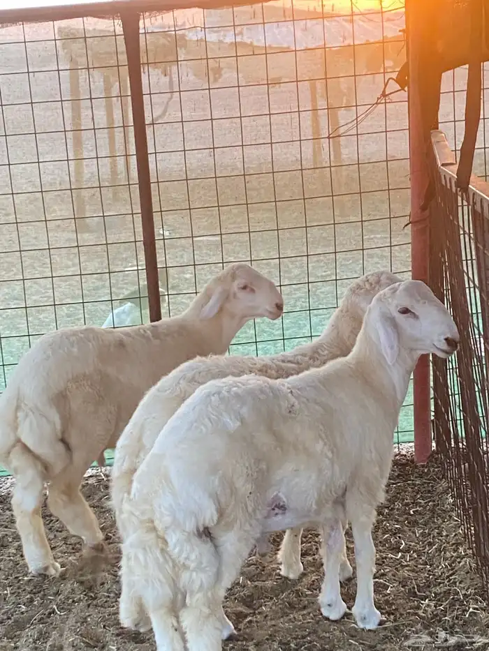 مشاريع فحول صنف فاخره 0
