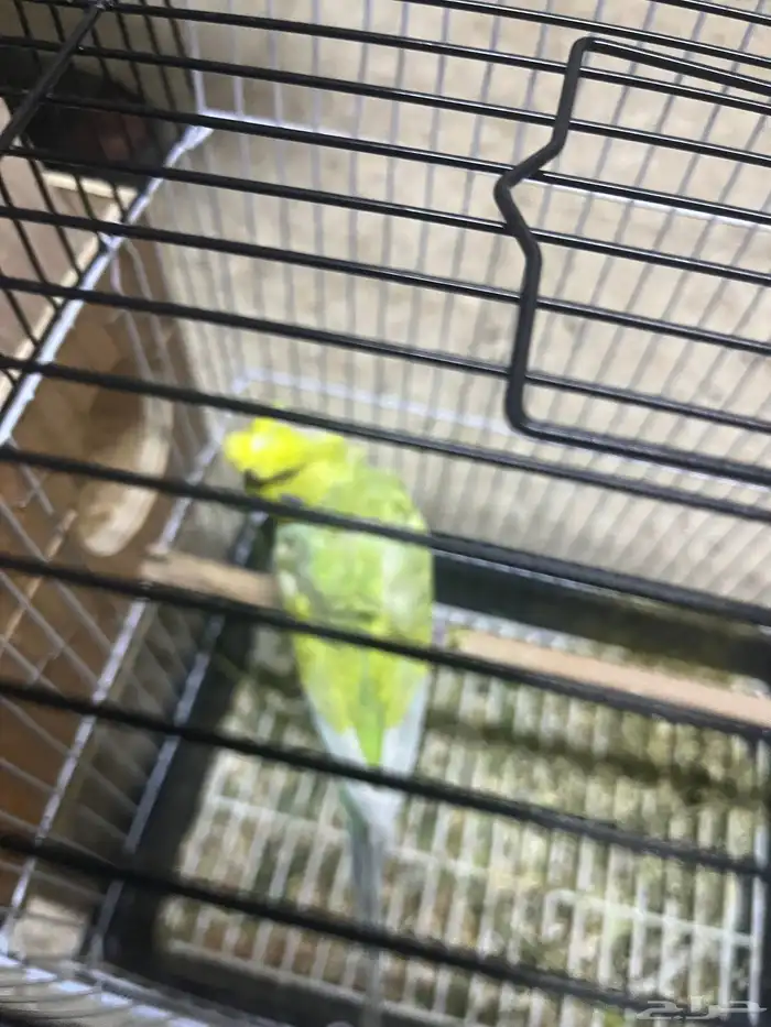 زوج هوقو منتج 3