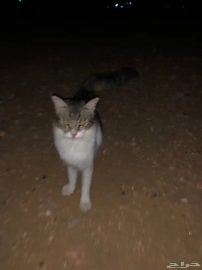 هذي غطه  انثى 3
