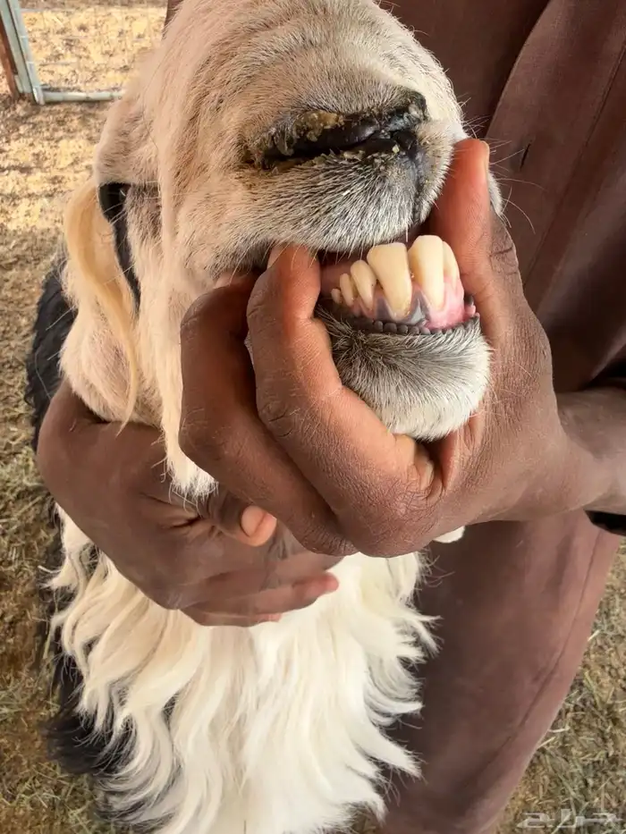 فحل نجدي تو اثنئ للبيع 3