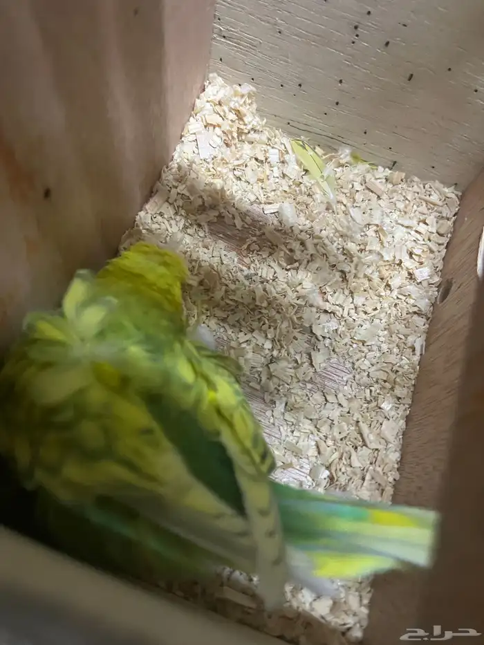 زوج هوقو منتج 5