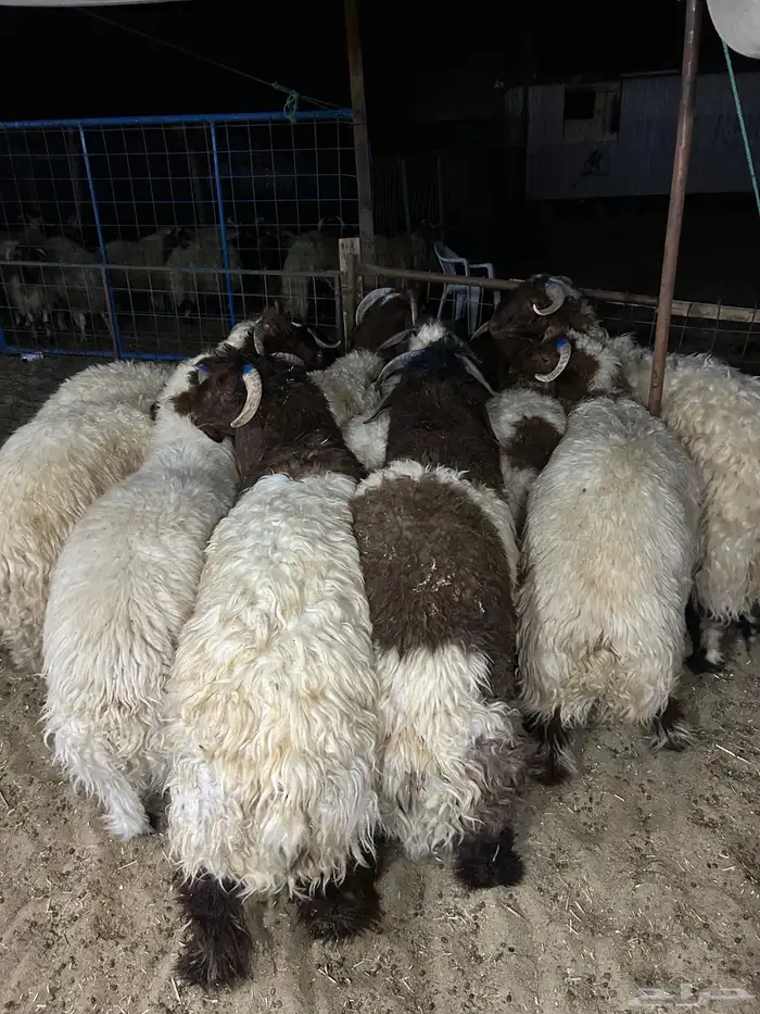 نعيم فاخر كفو مفاطيح ناهيه وهرافي وحريات ثلاجه 0