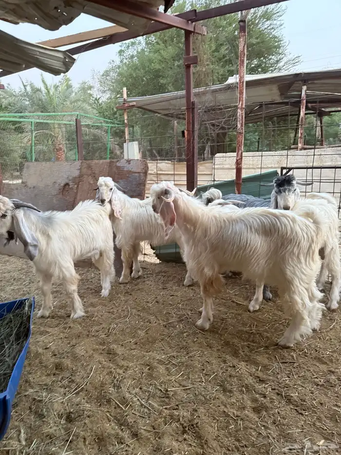 تيوس جذعان جبره طيبات المزاحمية غرب الرياض 2