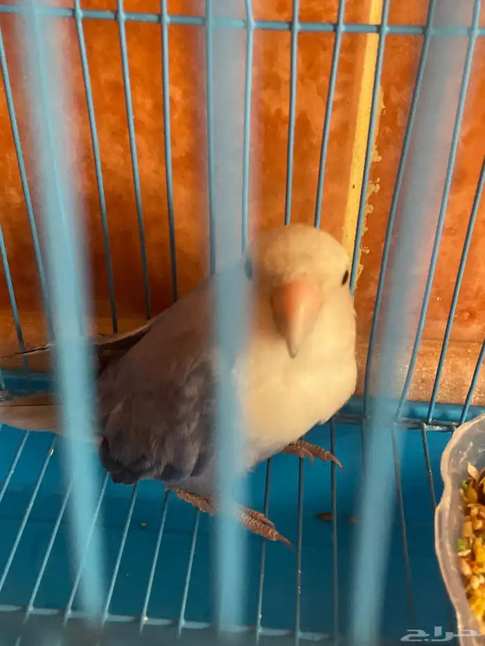 طير روز للبيع 0