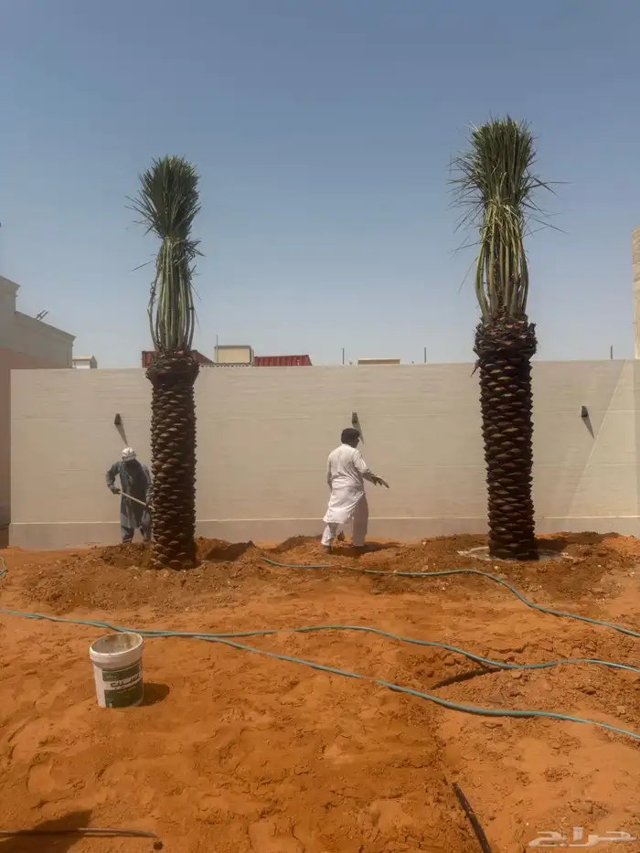 نخيل عربي و واشنطونيا 0
