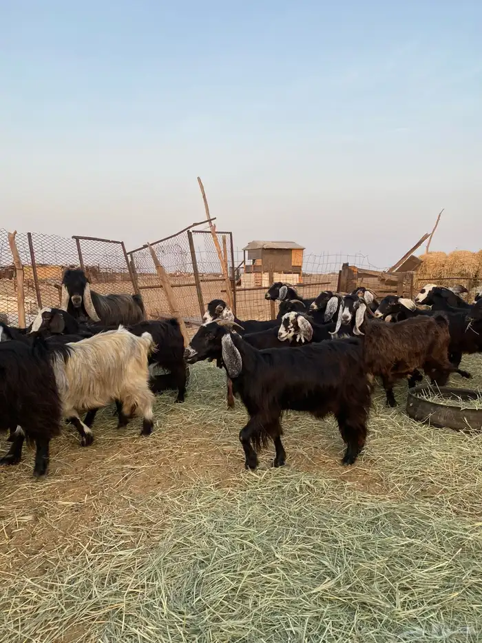 للبيع معزا عوارض صنف الصنف بالفحل دفيع ومضاريع 2