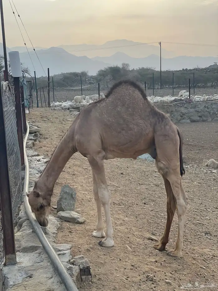 تم البيع تم البيع خارج الموقع 1