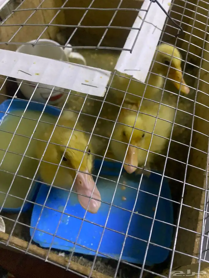بطات ثلاثه للبيع تم البيع الان بس باقي القفص حقهم صناعه يدوي 0