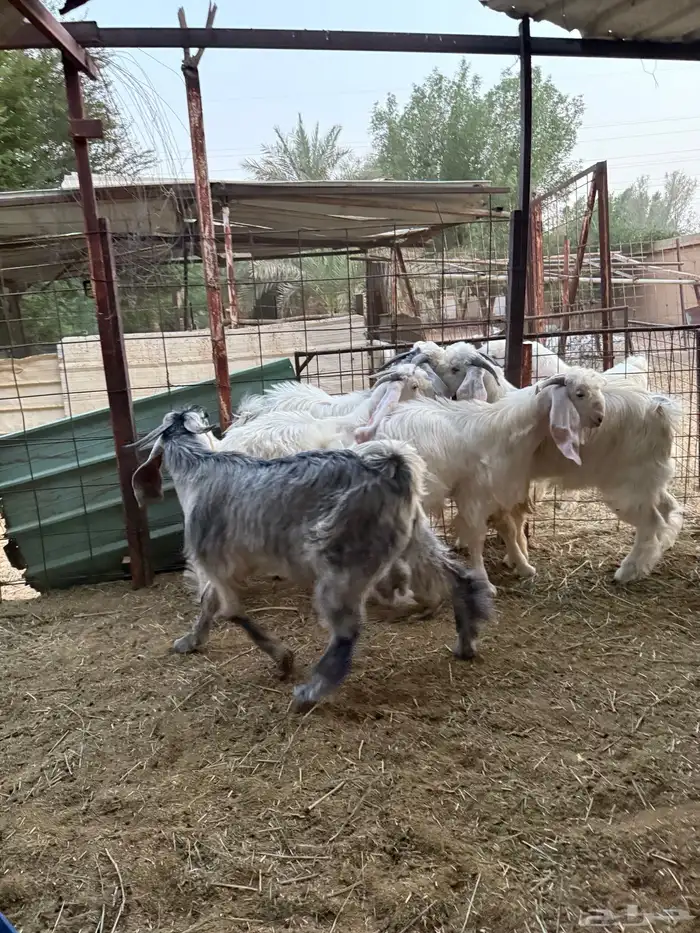 تيوس جذعان جبره طيبات المزاحمية غرب الرياض 0