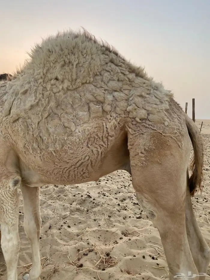 للبيع قعود عمره 8 شهور طيب و سمين على خليب امه 1