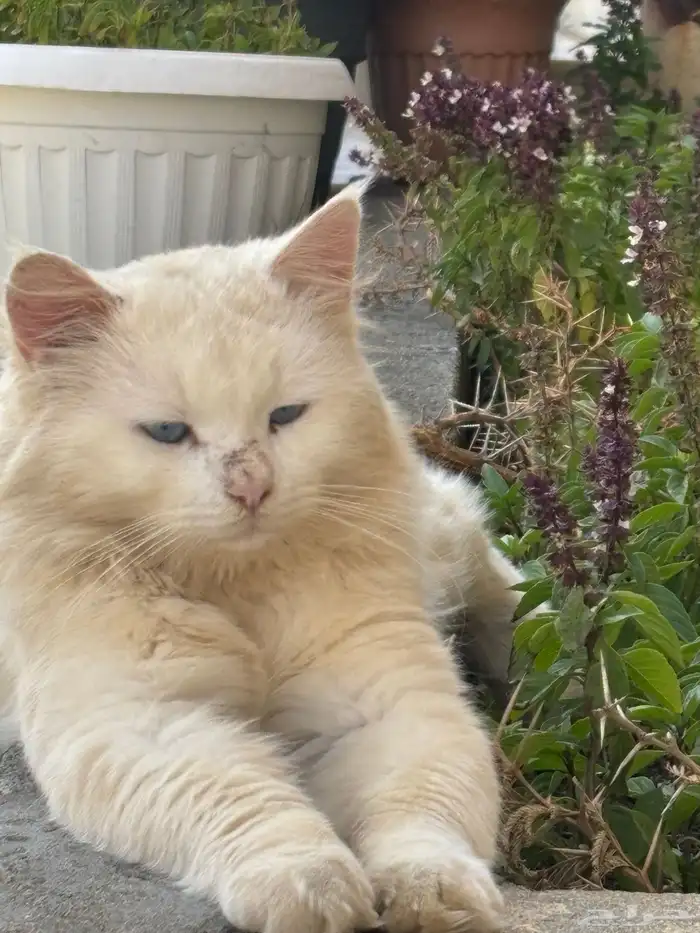 قططه للبيع. 0