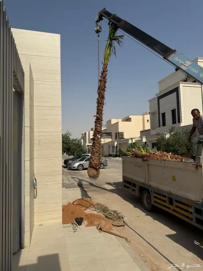 نخيل عربي و واشنطونيا 6