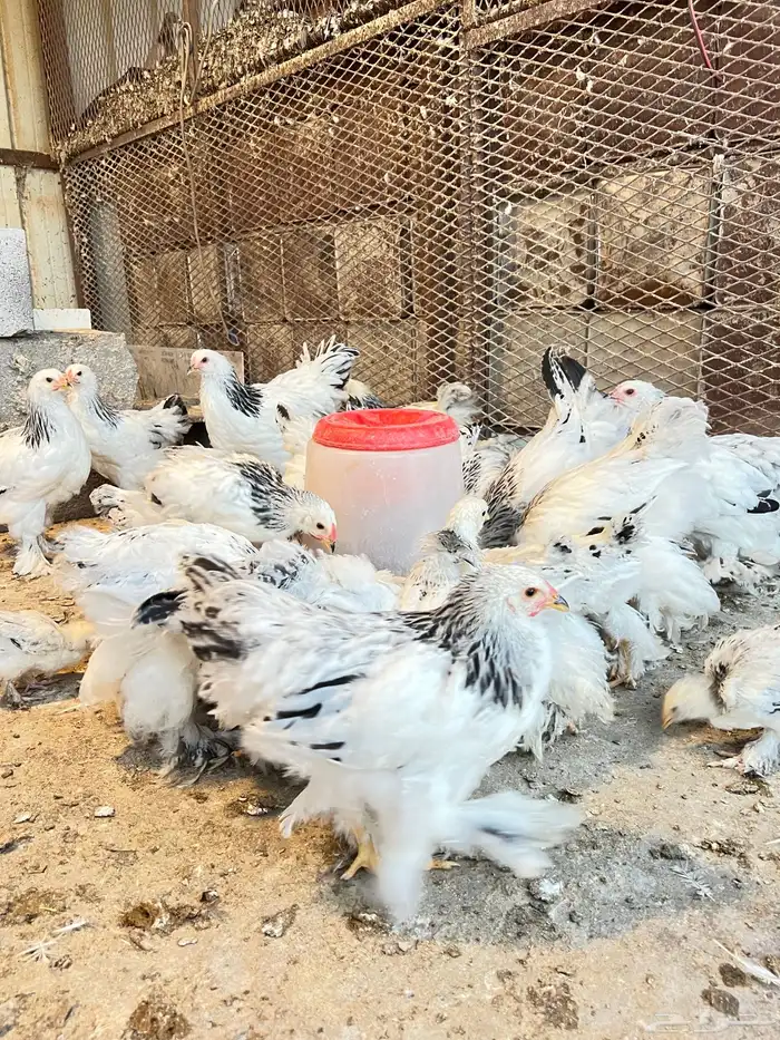 براهمه كولمبي 1