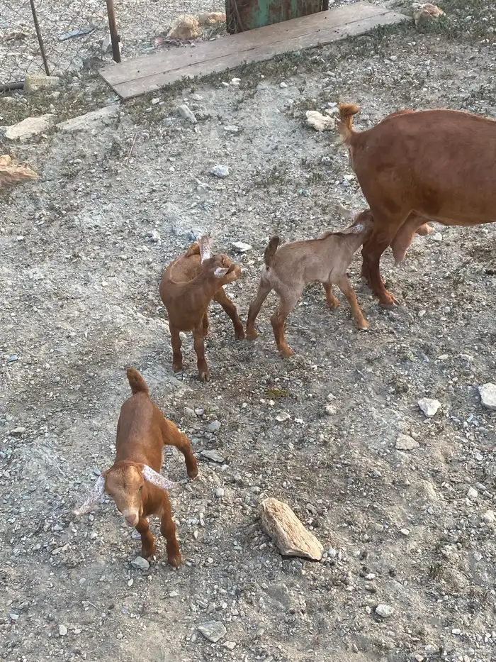 ماعز 1