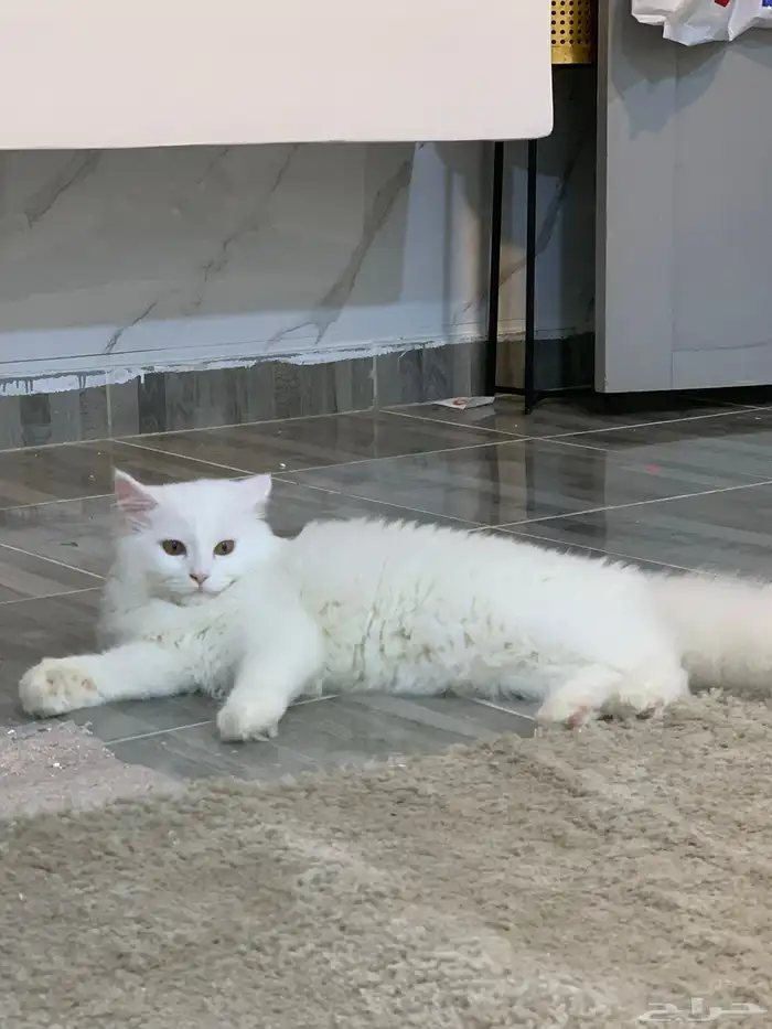قطط لتبنى مجان ا 4