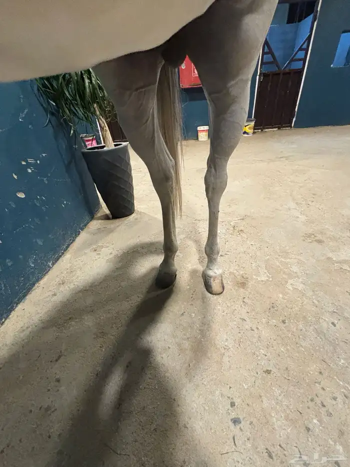 الخيل شعبي شيخخ 3