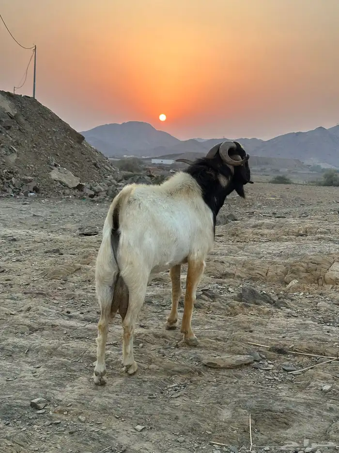 تيس فحل 0