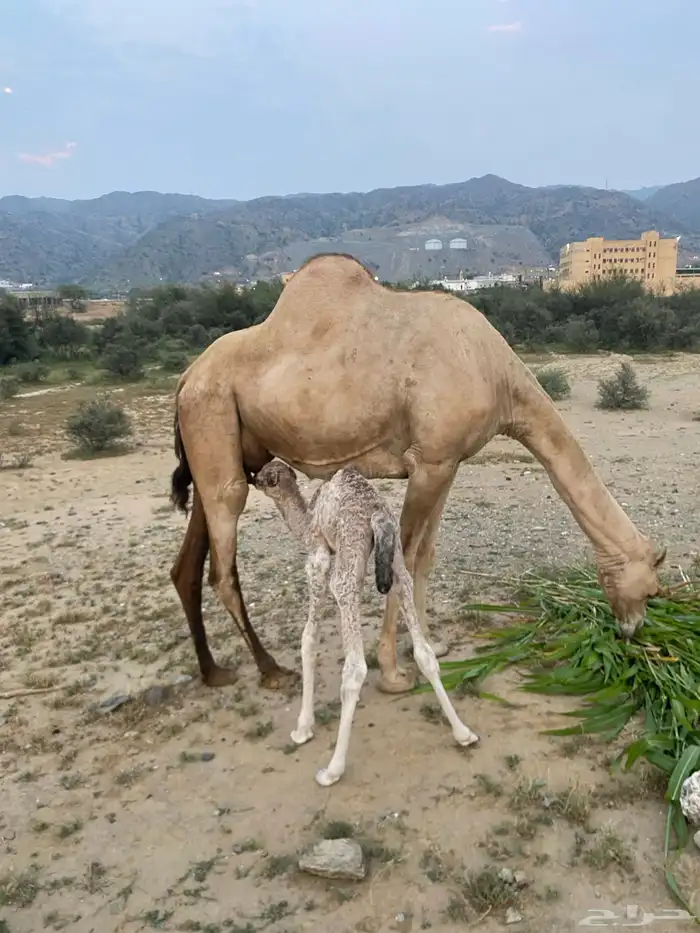 ناقه للبيع 0