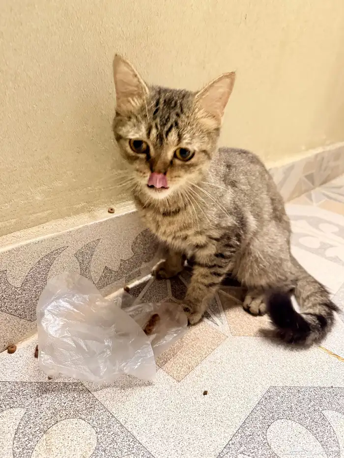 بسه بيت ضايعه بالحمدانيه 5