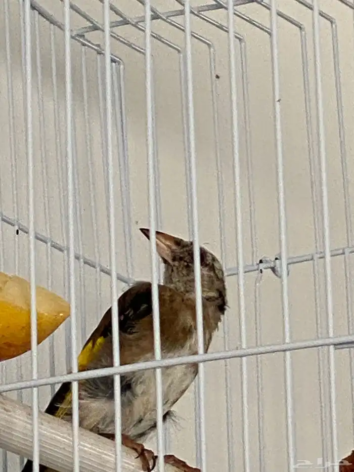 حسون فروخ تم البيع 3