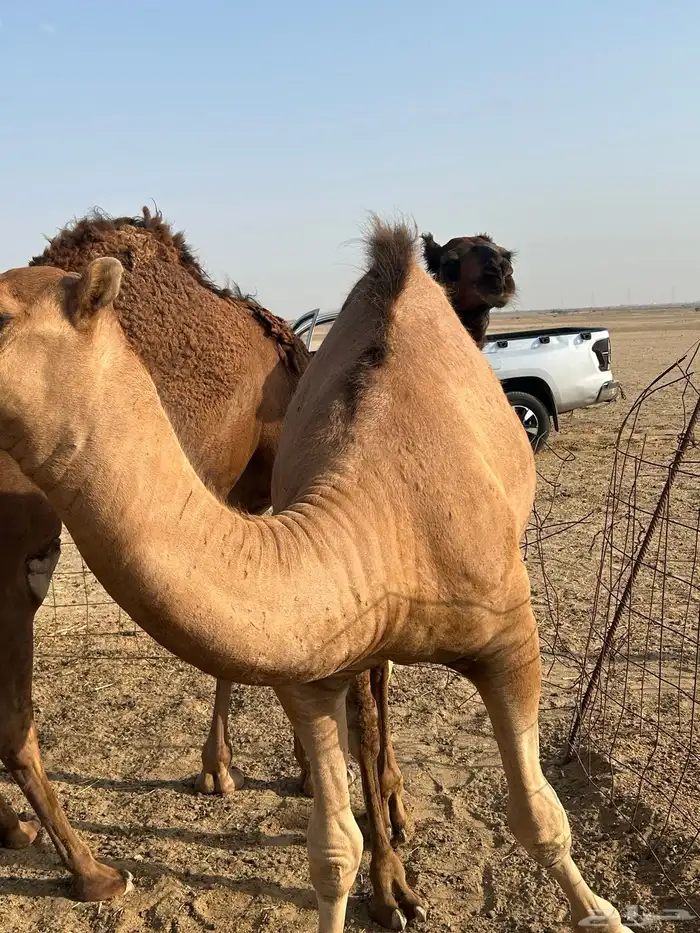 حاشي سمييين 3